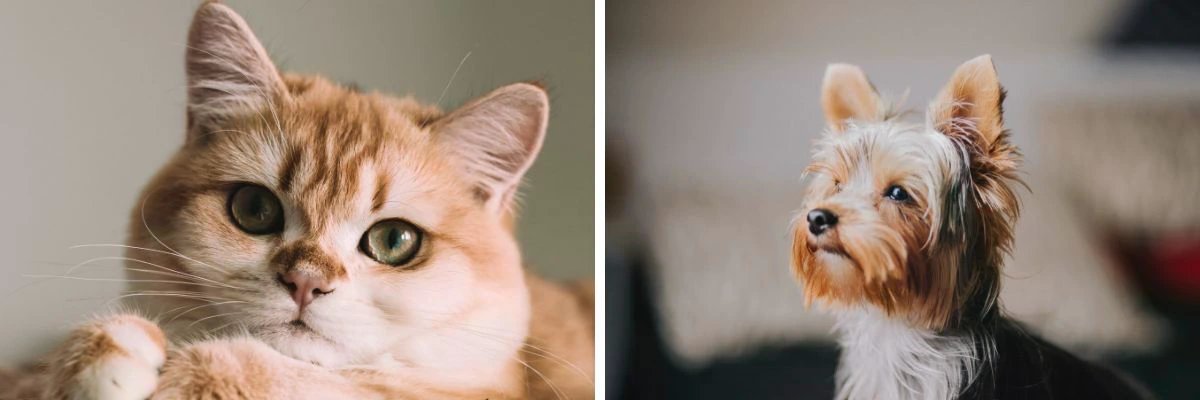 kerbl-cate-mate-dvirka-pro-kocky-macky-psy-text-2